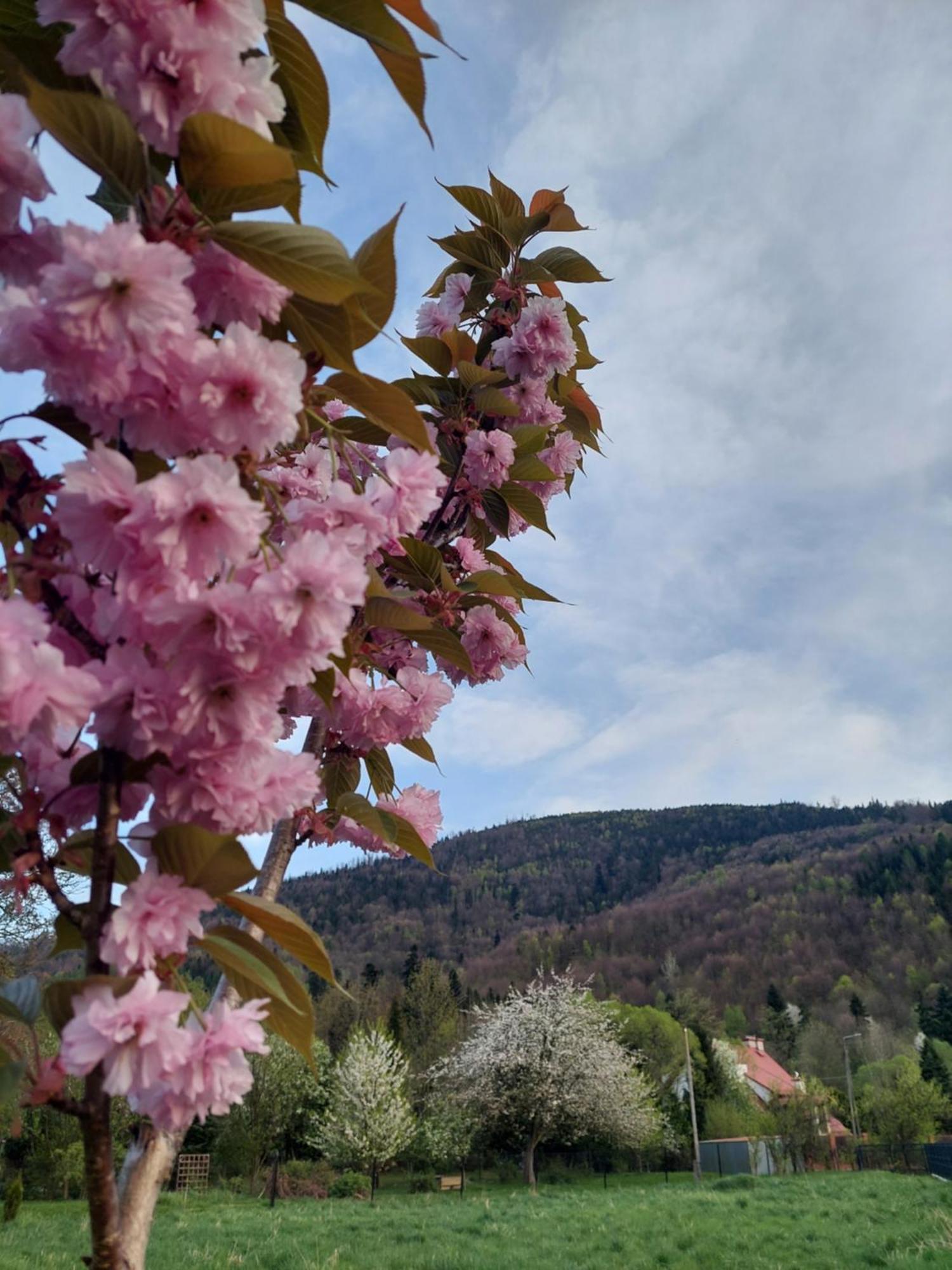 Apartamenty Brenna Klimorowka Bagian luar foto